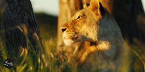 Why female entrepreneurs are like the lioness - Emma's Blog